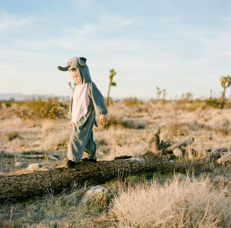 The Elephant Boy, Joshua Tree and Drop Bears